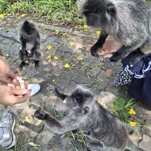 쿠알라룸푸르 프리미엄 시티 & 반딧불 & 블루티어스 단독 투어