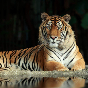 [치앙마이] 사파리 입장권