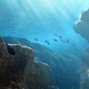 [사이판] 그로토 스노클링 투어 (전문안전가드와 안전하게 푸른동굴 즐기기)
