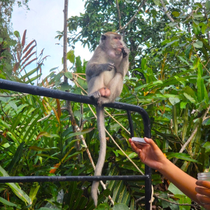 코타키나발루 봉가완 반딧불 투어