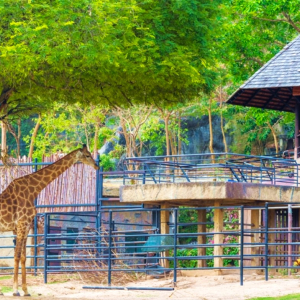 (한국어가이드) 카오키여우 오픈 주 단독 투어 / 방콕 왕복