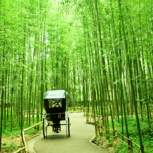 [오사카]오사카 출발 교토 5스팟 1일 버스투어 최소 인원 1명