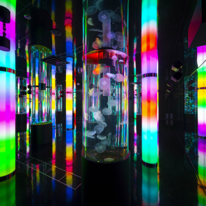 [오키나와] 오키나와 DMM 카리유시 수족관 오후 입장권 (17시이후 입장)