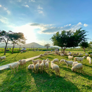 (한국어가이드) 판랑 사막 지프 차량 + 양 농장 단독 투어 / 나트랑 출발