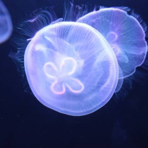 [도쿄] 스미다 수족관 입장권