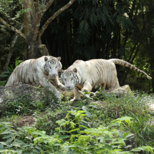 [세부] 사파리 데이 & 체크아웃 투어