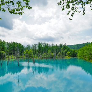 [🍤준페이매장식사🍤][매일출발♥️]북해도 비에이 후라노 삿포로 버스투어 [라쿠투어]
