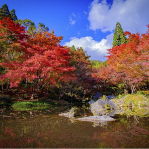 [사가현]  환경 예술의 숲