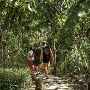 발리 커피 농장 + 우붓 데이투어