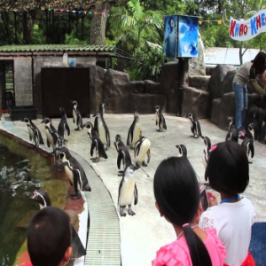 [파타야] 카오 키여우 오픈 주 입장권