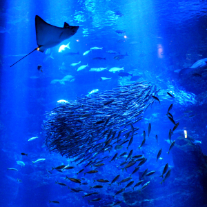 [ 교토] 교토수족관