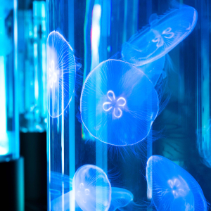 [오키나와]  오키나와 DMM 카리유시 수족관 