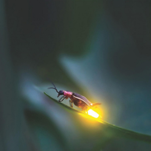 [보홀] ICM쇼핑몰 반딧불