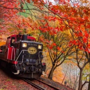  [교토] 교토 아라시야마 사가노 토롯코 열차 승차권 (사가역-가메오카)
