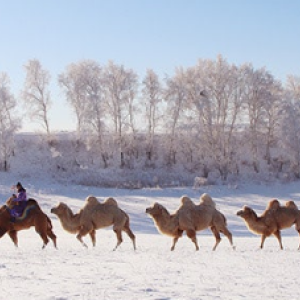 [몽골]  6박 7일 겨울 홉스골 투어A