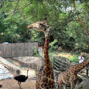 (방콕출발) 파타야 카오키여우 오픈주 반일 단독 투어