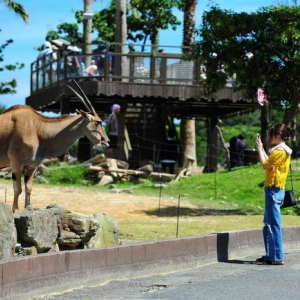  [오사카] 와카야마 어드벤처 월드 1 일 입장권