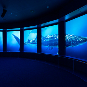 [오키나와] 오키나와 DMM 카리유시 수족관 오후 입장권 (17시이후 입장)