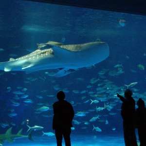 [가고시마] 이오월드 가고시마 수족관