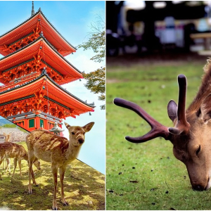 [나라/교토][OPEN] 오사카 출발 나라 교토 1일 버스투어 동대사 사슴공원 아라시야마 청수사 (라쿠투어)