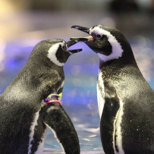 [도쿄] 스미다 수족관 입장권