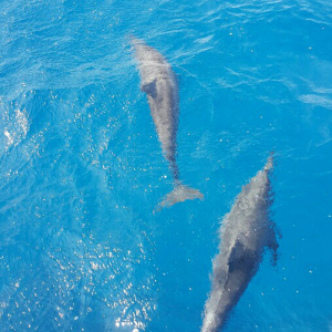 [괌] 스쿠버 컴퍼니 돌핀 크루즈