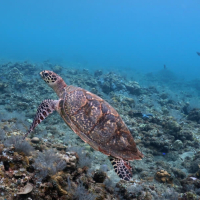 [발리]발리 아메드 스노클링 투어