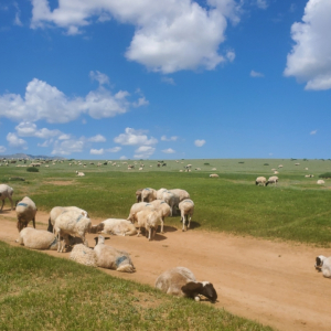 몽골 아르항가이 미니 고비사막 1박 2일 단독 투어