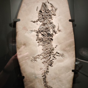 [도쿄]우에노 일본국립과학박물관(지구관) 키즈도슨트