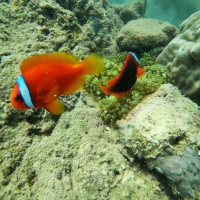 조인투어 참섬 스노클링 + 씨워킹