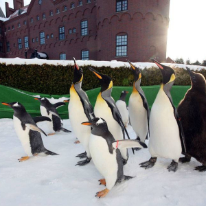  [홋카이도] 노보리베쓰 마린파크 닉 스
