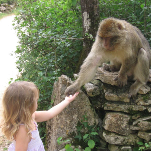 발리 커피 농장 + 우붓 데이투어