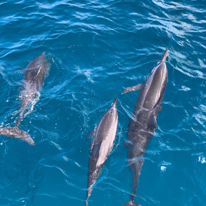 [괌]  미드썸머 돌핀크루즈 (참치무제한) 가족결제 가능