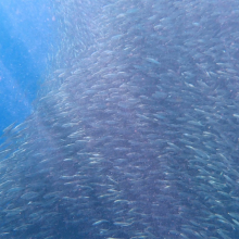 [세부] 모알보알 & 만타유판 폭포 단독투어 (거북이 & 정어리떼 스노클링)