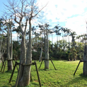 [오키나와] 오키나와 동남식물낙원 입장권