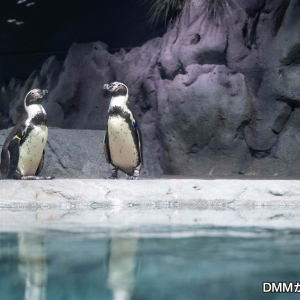 [오키나와] 오키나와 DMM 카리유시 수족관 오후 입장권 (17시이후 입장)