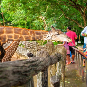 (한국어가이드) 카오키여우 오픈 주 단독 투어 / 방콕 왕복