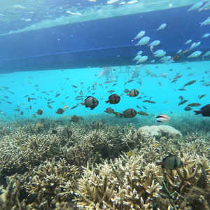 보라카이 레인보우 호핑투어 블랙