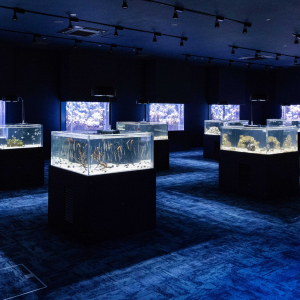 [오키나와] 오키나와 DMM 카리유시 수족관 오후 입장권 (17시이후 입장)