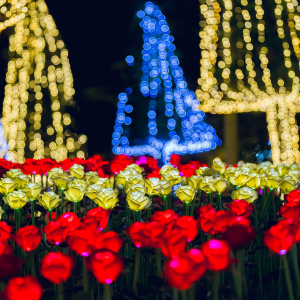 [오키나와] 동남식물낙원 야간권