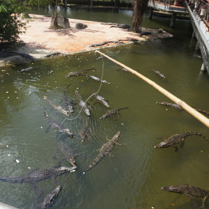 [나트랑] 양베이 테마파크 & 온천