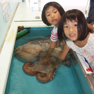 후쿠이현 에치젠 마츠시마수족관 입장권