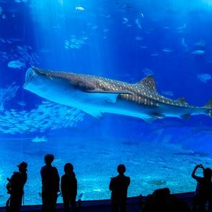 [오키나와] 츄라우미 수족관