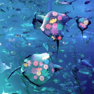 아쿠아플라넷 제주 입장권 & 늦은오후권 (26.03월)