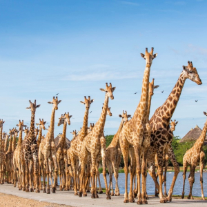 (한국어가이드) 방콕 사파리 월드 단독 투어
