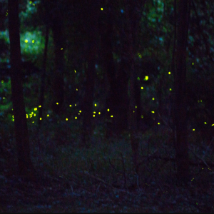 코타키나발루 봉가완 반딧불 투어