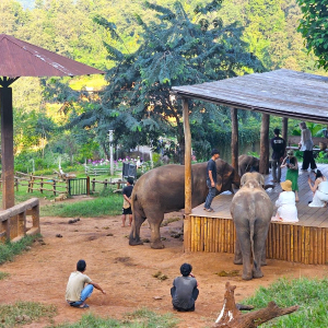(한국어가이드) 치앙마이 반캉왓 + 엘리핀 팜 단독 투어