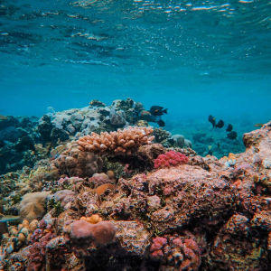 마나도 부나켄 프라이빗 스노클링 투어