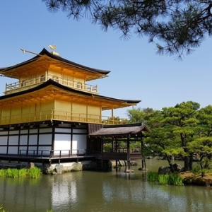 [오사카]오사카 출발 교토 5스팟 1일 버스투어 최소 인원 1명