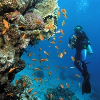 [세부] 체험 다이빙 할인팩_스킨스쿠버,파라세일링,제트스키,바나나보트 (안심케어)